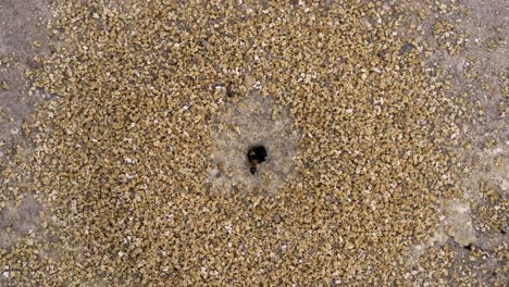 Top-view-of-new-back-head-sugar-ants-nest-with-workers-building-circular-mound-of-sand-around-small-entrance