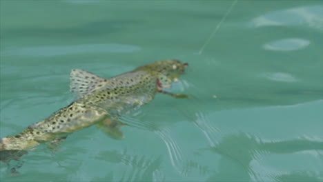 A-spotted-trout-caught-on-a-fishing-line