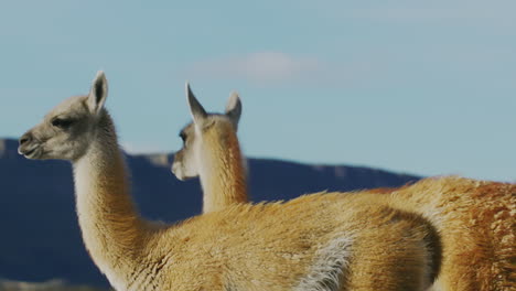 Two-llamas-walk-around-on-a-grassland
