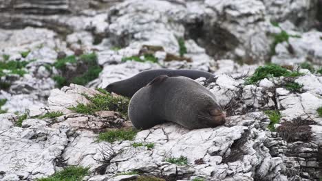 A-beautiful-young-Kaikoura-Seal-laying-and-rolling-on-the-icy-ground-of-New-Zealand---close-up