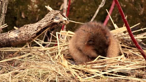 A-muskrat-cleans-its-fur.-Filmed-in-Canada