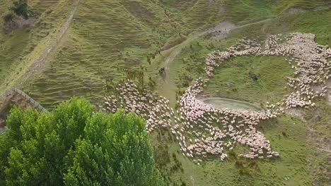 Mustering-a-drove-of-sheep-in-the-middle-of-greenfield-in-North-Island,-New-Zealand---aerial-shot