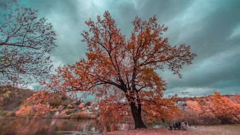 An-old-oak-on-the-bank-of-the-Libocky-pond-in-Prague