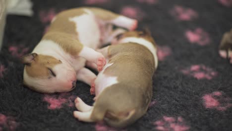Miniature-English-bull-terrier-puppies