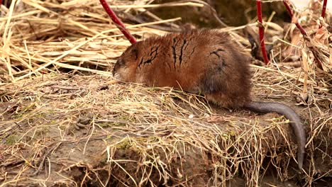 A-wild-muskrat-cleans-its-fur-on-the-shore-of-a-river
