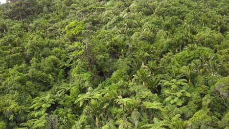 The-Beauty-Of-A-Diverse-Rain-Forest-In-Paparoa-National-Park,-South-Island,-New-Zealand---Conserving-And-Protecting-Mother-Nature---Aerial-Shot