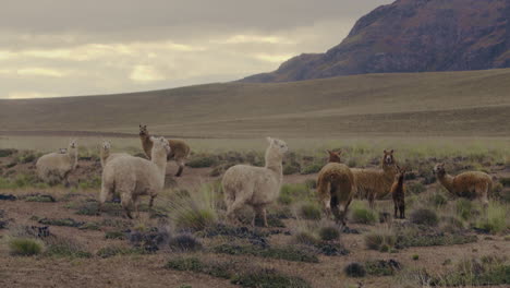 A-herd-of-alpaca-are-grazing-and-walking-on-a-plateau-in-daylight