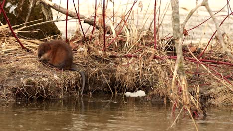 A-wild-muskrat-jumps-on-the-shore-of-a-river