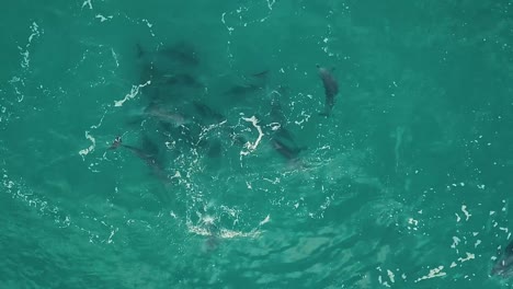 Top-down-aerial-drone-footage-of-a-pod-of-dolphins-playing-in-beautiful-green-blue-water