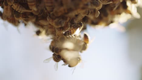 Swarm-of-Festooning-Africanized-bees,-flying-and-landing-in-a-teardrop-cluster---Long-extreme-close-up-shot