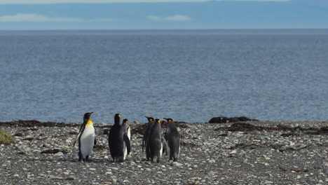 Penguins-standing-near-shoreline-on-the-coast