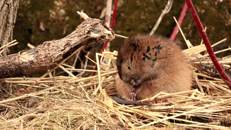 A-small-muskrat-cleans-its-fur