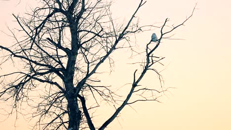 A-Snowy-owl-rests-on-a-tree-branch-during-a-beautiful-sunset