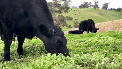 4K-footage-of-a-black-cow-eating-green-pasture-with-cows-in-the-background-on-rolling-grassy-hills