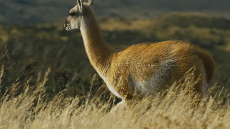 A-llama-walks-in-an-open-field