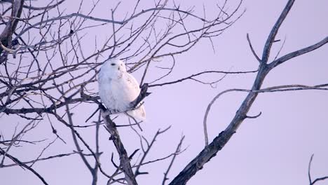 A-beautiful-Snowy-owl-looks-at-the-horizon-during-a-pink-sunset