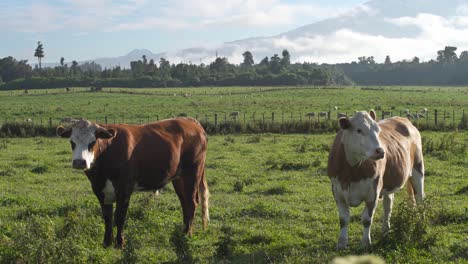 Zwei-Kühe,-Die-Die-Kamera-In-Einem-Grasland-Von-Neuseeland-Betrachten