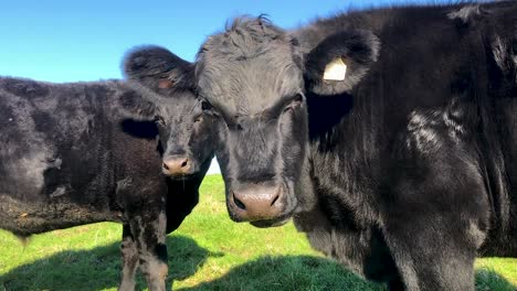 Two-black-cows-chewing-slowly-looking-at-the-camera