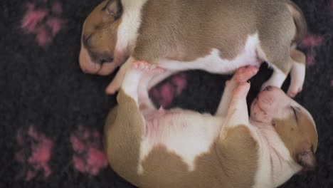 Miniature-English-bull-terrier-puppies