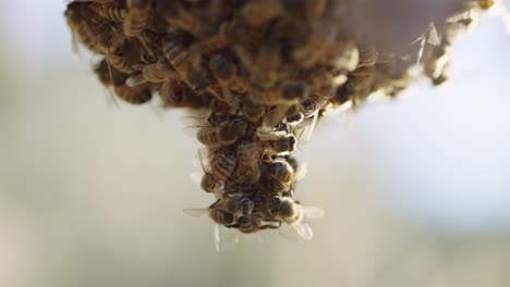 Schwebende-Afrikanisierte-Bienen-Schwärmen-In-Tränenförmiger-Traube---Lange,-Extreme-Nahaufnahme