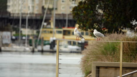 Two-seagulls-on-a-handrail-in-park-waiting-in-front-of-an-industrial-harbour-with-Yellow-boats