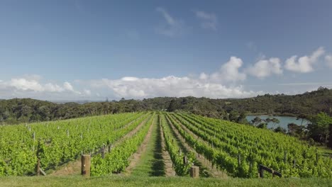 Luftaufnahme-Einer-Weinkellerei-In-Neuseeland,