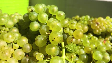 Close-up-detail-shot-of-green-grapes-on-the-vine
