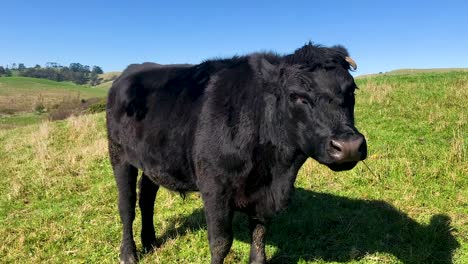 Vaca-Negra-Arrojando-La-Cabeza-En-Pastos-Verdes-Con-Cielo-Azul-De-Fondo