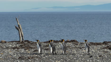 A-row-of-penguins-walk-across-a-rocky-shoreline