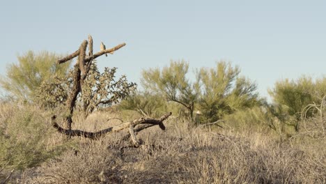 Trockene-Wüstenhügelszene,-In-Der-Eine-Taube-Bewegungslos-Auf-Einem-Cholla-Kaktus-Skelett-4k-Sitzt