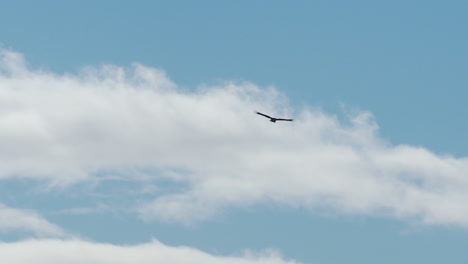 A-bird-gliding-under-the-clouds-of-a-light-blue-sky