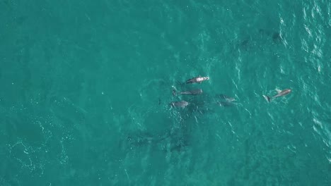 Aerial-drone-footage-of-pod-of-common-dolphins-breaching,-swimming-and-hunting