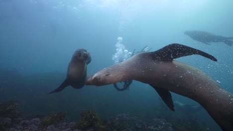 Female-Scuba-Diver-and-playful-Fur-Seal-Colony