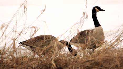 A-couple-of-Canada-geese-hide-behind-tall-grass