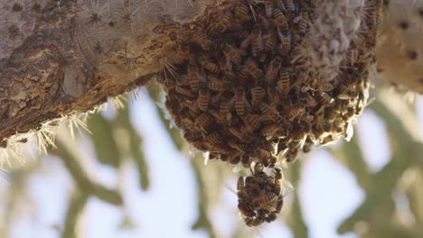Teardrop-shaped-Africanized-Bees-nest-hanging-from-cholla-cactus-in-the-hot-Sonoran-Desert---Low-angle-Long-close-up-shot