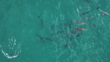 Top-down-aerial-drone-footage-of-group-of-short-beaked-common-dolphins-slowly-swimming-through-green-blue-water