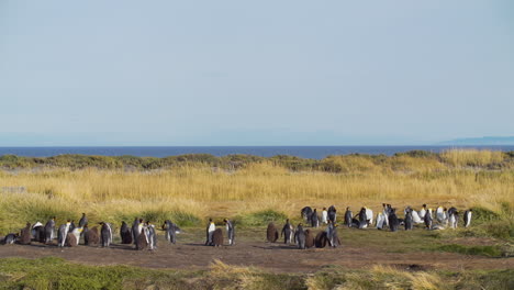 Pinguine-In-Einem-Großen-Feld