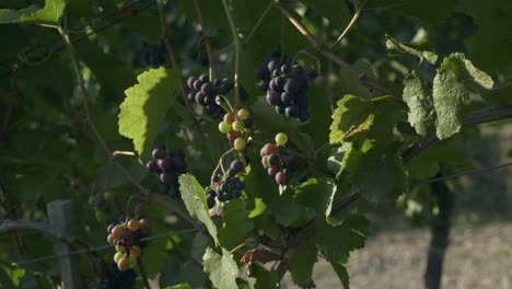 Colorful-Grapes-Growing-On-A-Vine-In-The-Wine-Vineyard---Ahr-Valley,-Rhineland-Palatinate---close-up