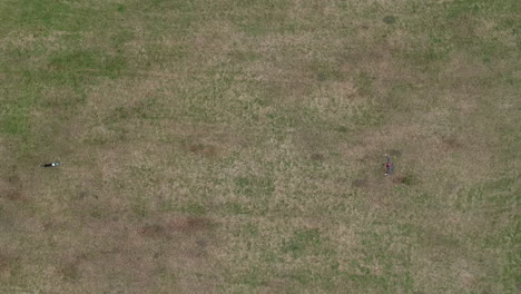 Aerial-top-down-view-of-man-with-his-boarder-collie-training-with-frisbee-on-grass-field