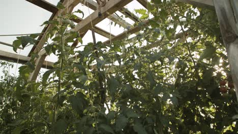 Anbau-Von-Tomatenpflanzen-Auf-Einem-Hölzernen-Grünen-Gartenhaus-Am-Sonnenscheinmorgen