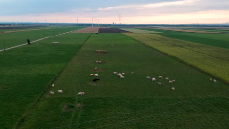 Luftaufnahme-Von-Kühen,-Die-Auf-Einem-üppig-Grünen-Grasfeld-Herumlaufen
