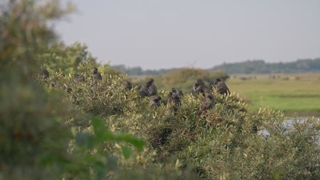 Group-of-European-starling-together-on-top-of-bush-in-wetlands,-Denmark-Wildlife