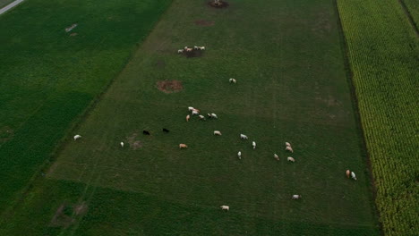 Aerial-view-of-cows-on-lush-green-grass-farm-field,-drone-rising-up