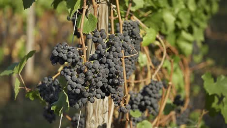 Bunch-Of-Blue-Grapes-Hanging-In-The-Vineyard---Ahr-Valley,-Germany---rack-focus