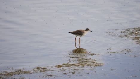Wood-Sandpiper-foraging-in-mudflats-of-Vejlerne-lake-creating-ripples-on-surface