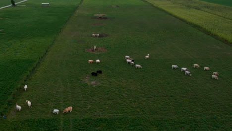 Aerial-top-down-view-of-cows-on-lush-green-grass-farm-field
