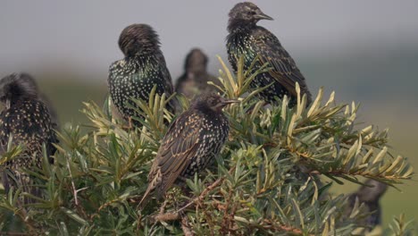 Flock-of-beautiful-Common-Starlings-preening-themselves-on-top-of-bush,-close-up