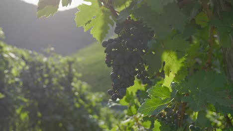 Fresh-Grapes-Growing-In-The-Vineyard---Ahr-Valley,-Rhineland-Palatinate,-Germany---backlight