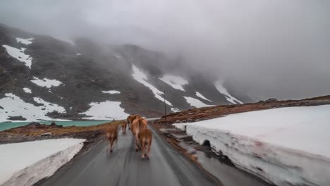 A-drive-on-the-Gamle-Strynfjelvegen-towards-Stryn,-Norway-following-the-herd-of-cows