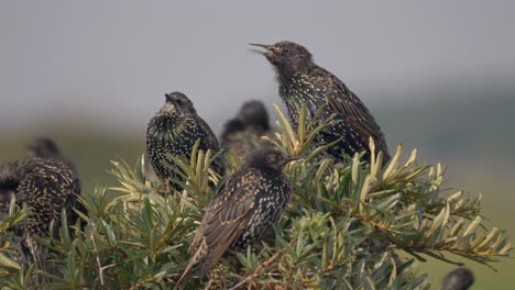 European-starling-singing-song-on-top-of-bush-surrounded-by-other-birds,-closeup
